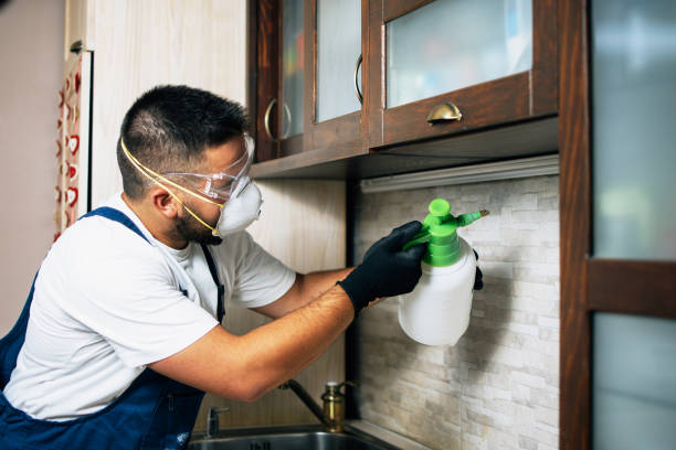 Best Local Pest Control Services  in Han, GA