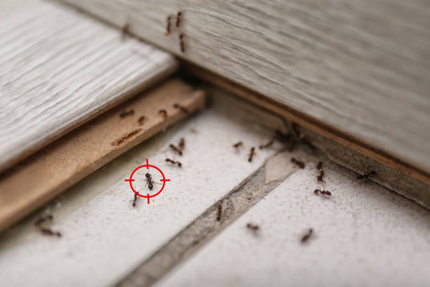 Best Commercial Pest Control Services  in Han, GA