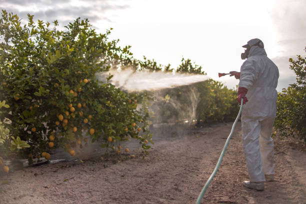 Best Bed Bug Extermination  in Han, GA